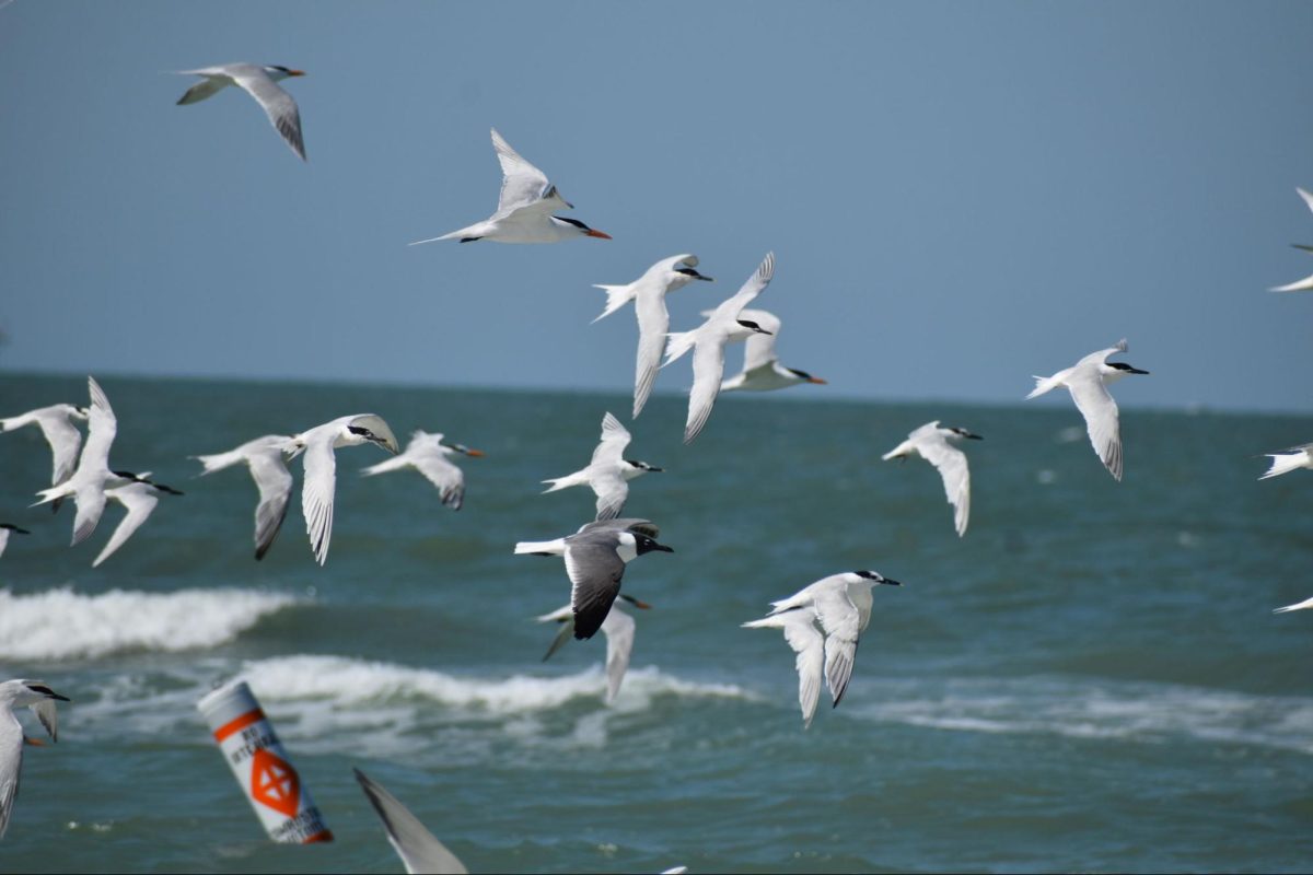 Migratory birds fly over the Gulf. Photo by Hannah Davis.
