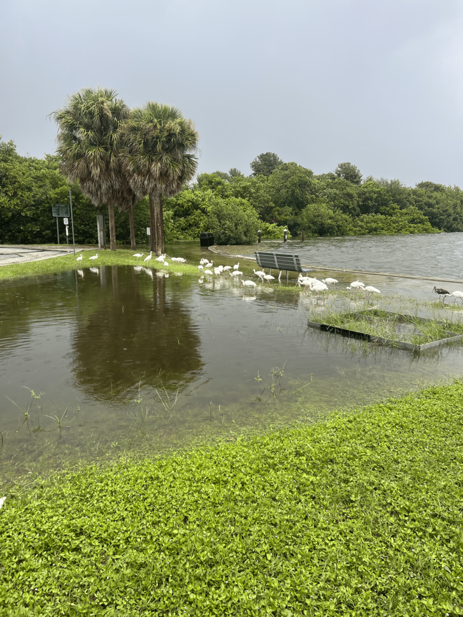 Flooded park in St. Pete following Category Three Hurricane Idalia in September 2023. 