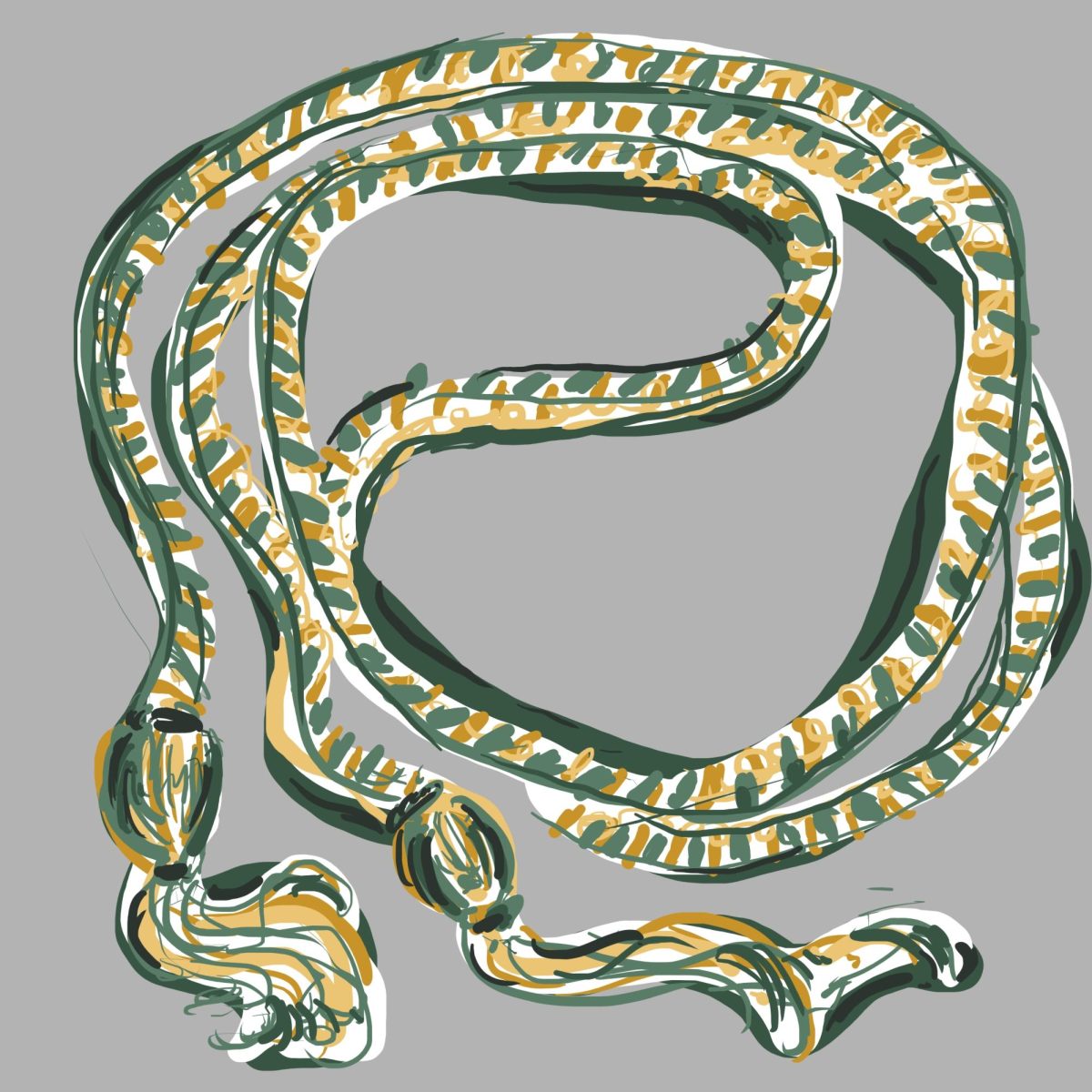 Graduation cord in Shorecrest colors. Illustration by Harper Nelson-Wooley.